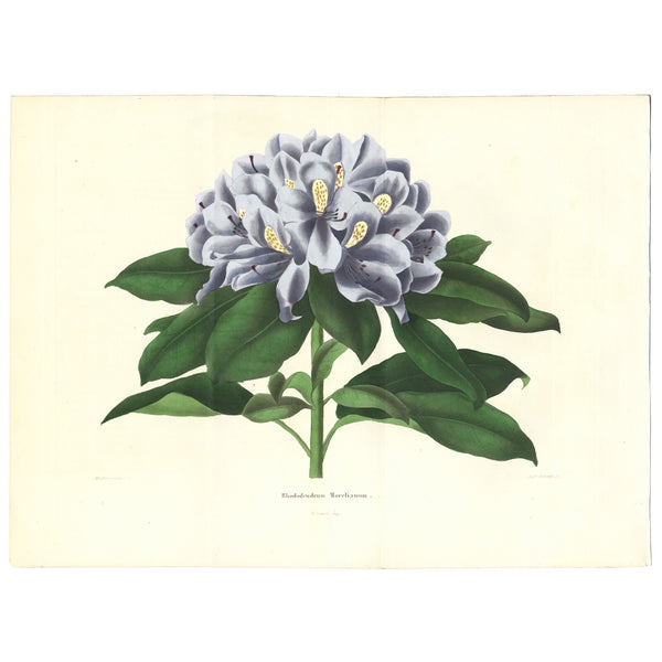 Rare 1843 L'Horticulteur Universal Folio Hand-Colored Engraving RHODODENDRUM