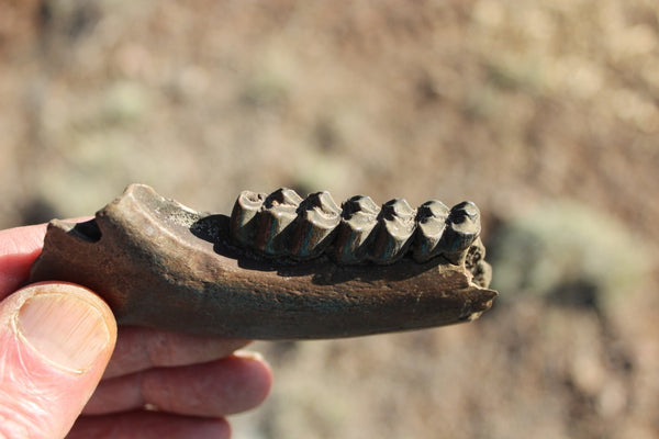 Fund Raiser - FOSSIL Partial Deer Jaw ( Small Deer) - Superb Display Specimen - North FL.
