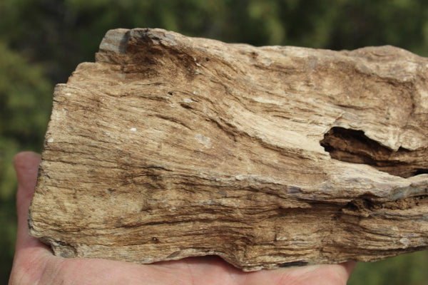 FIND RAISER - MINERAL FOSSIL - Beautiful Petrified Wood, New Mexico - Distinct Features - Incredible Specimen!