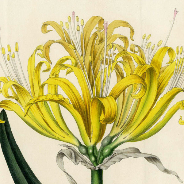 1848 Stunning Van Houtte Color Stone Litho LYCORIS AUREA (Golden Spider Lily)