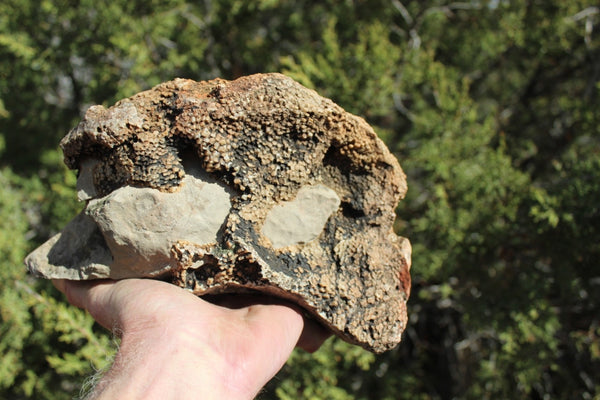 FUND RAISER - Fossil Beautiful HONEY COMB CORAL Favosites spp. Rare Locality ~ 400 Million