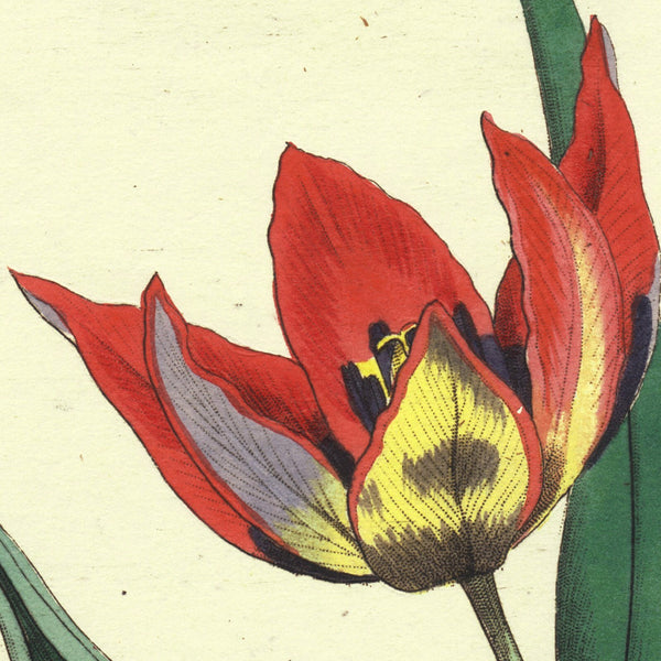 1849 Superb Large Deitrich Flora Universalis Folio, TULIPS, Liliaceae Pl. CCCCLXXVI   EXTREMELY RARE