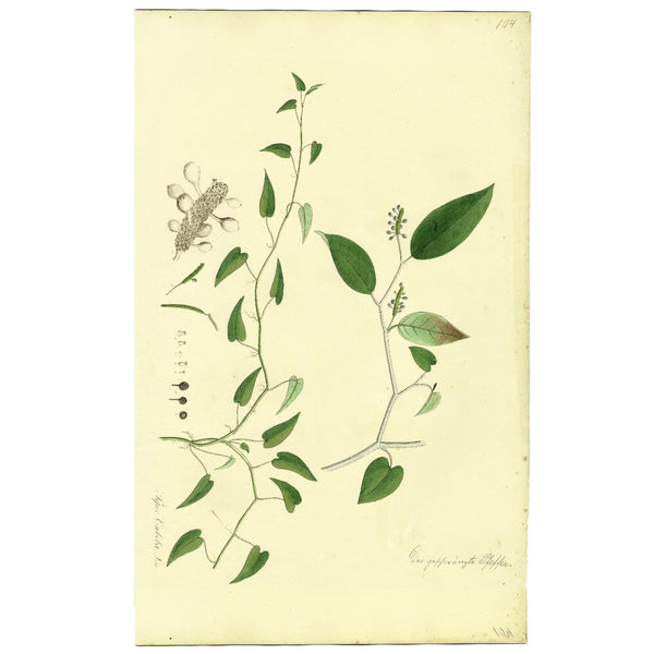 1828 Nees Esenbeck Big Hand-Colored Botanical Folio, PIPER CUBEBA (Pepper)