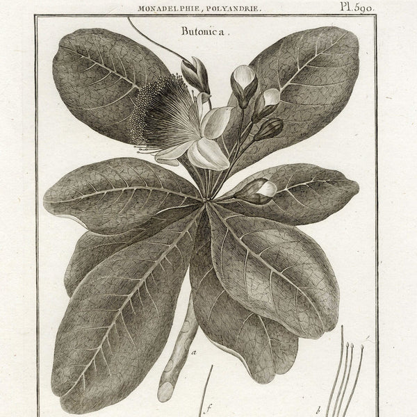 1790 LAMARK, DE SEVE & BENARD Superb Botanical Engraving, Pl. 590 Butonica