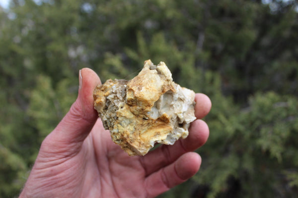 Fund Raiser - MINERAL GOLD ORE From Historic & Rare Site - PACIFIC MINE - W.R. Hearst #18
