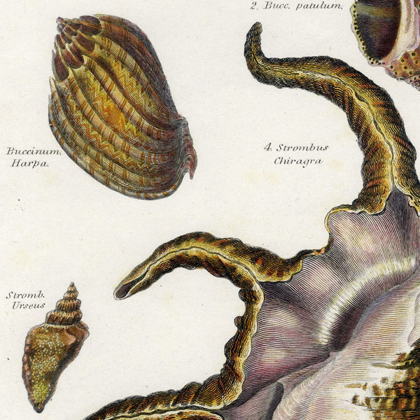 RARE 1802 REES CYCLOPAEDIA Hand-Colored Engraving CONCHOLOGY (Seashells) Pl. 37