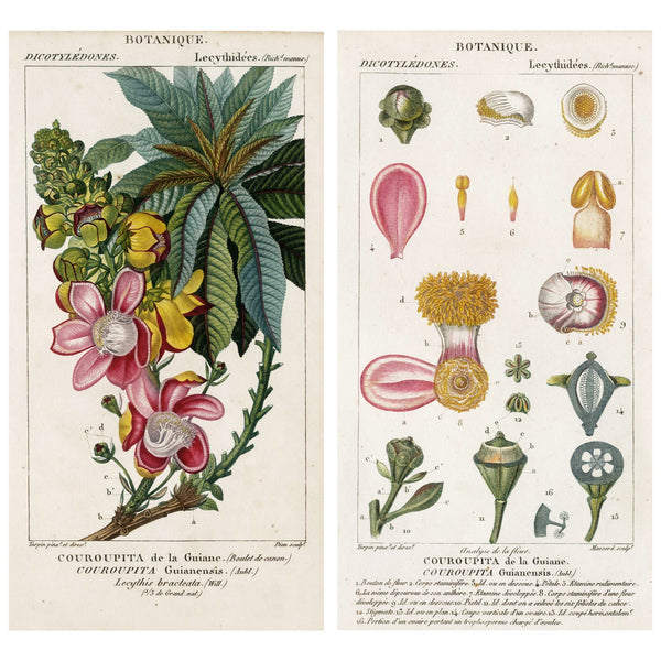 Rare Set, 1816 Turpin Hand-Colored Engravings Dictionnaire Sciences, Couroupita