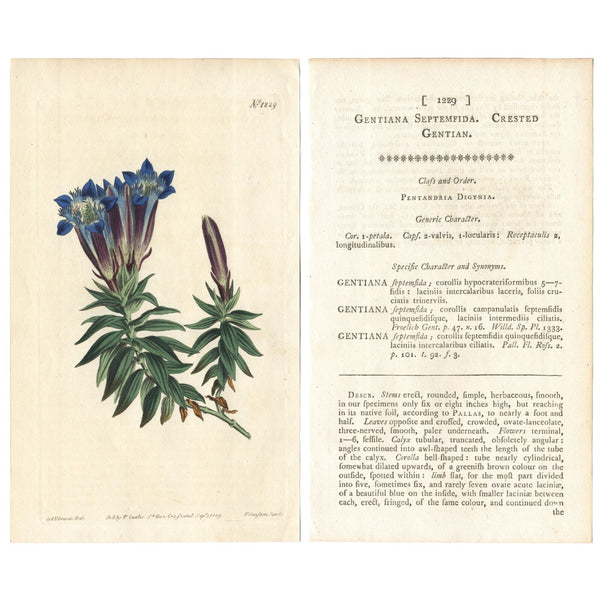 Rare 1809 Curtis Engraving No. 1229 GENTIANA SEPTEMFIDA, CRESTED GENTIAN * Beautiful Botanical Art
