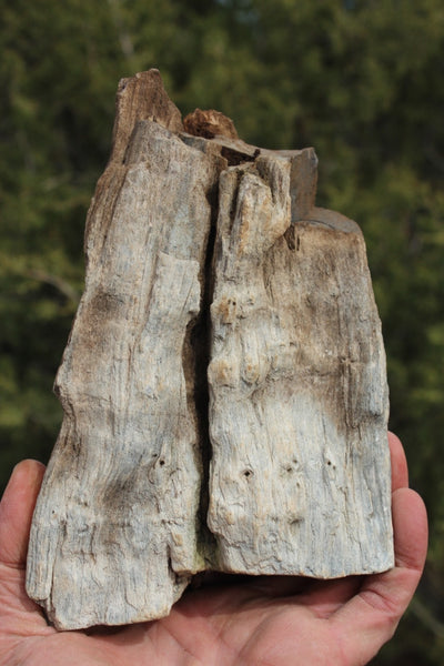 FIND RAISER - MINERAL FOSSIL - Beautiful Petrified Wood, New Mexico - Distinct Features - Incredible Specimen!