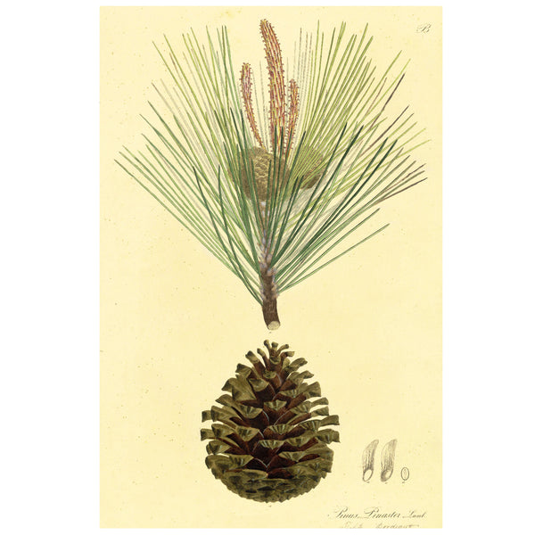 1828 Rare Nees Esenbeck Big Hand-Colored Botanical Folio, PINUS PINASTER (Pine)