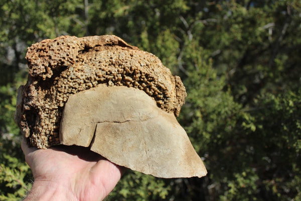 FUND RAISER - Fossil Beautiful HONEY COMB CORAL Favosites spp. Rare Locality ~ 400 Million