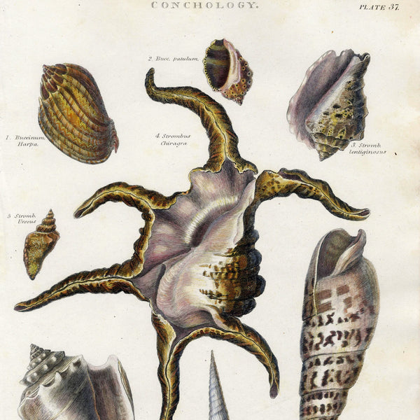 RARE 1802 REES CYCLOPAEDIA Hand-Colored Engraving CONCHOLOGY (Seashells) Pl. 37