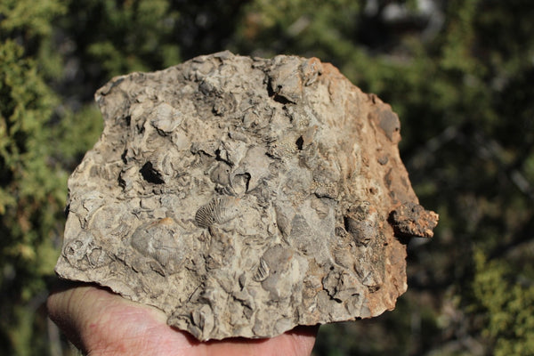 ROCK CLUB MEMBERSHIP -- Every 3 Months Receive a Shipment  of Unique Specimens! SUPERB PIECES - Fossils, Agates, Azurite, Opal, Silver Ore, and MUCH MORE