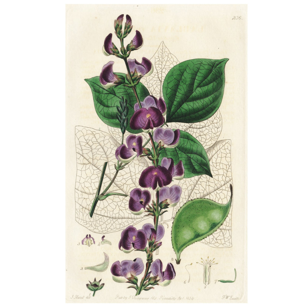 Scarce 1834 Edwards's Botanical Register Engraving #236 LABLAVIA VULGARIS