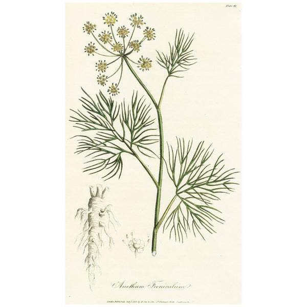 1819 WOODVILLE'S MEDICAL BOTANY Hand-Color Engraving ANETHUM FOENICULUM (Fennel)
