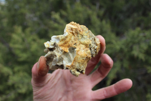 Fund Raiser - MINERAL GOLD ORE From Historic & Rare Site - PACIFIC MINE - W.R. Hearst #18