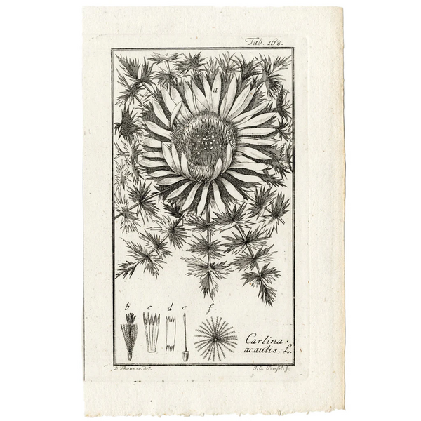 SPECIAL FUND RAISER - Scarce 1796 ZORN ICONES PLANTARUM Botanical Engraving Pl. 168 CARLINA ACAUTIS