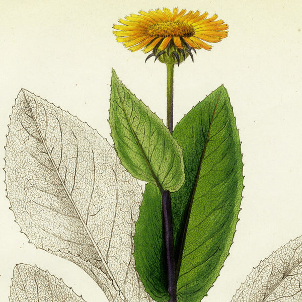 1834 REICHENBACH FLORA Hand-Colored Engraving, TELEKIA (Yellow Oxeye Flower)