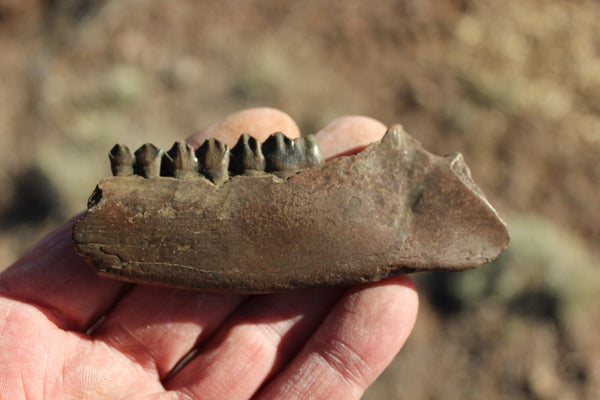 Fund Raiser - FOSSIL Partial Deer Jaw ( Small Deer) - Superb Display Specimen - North FL.