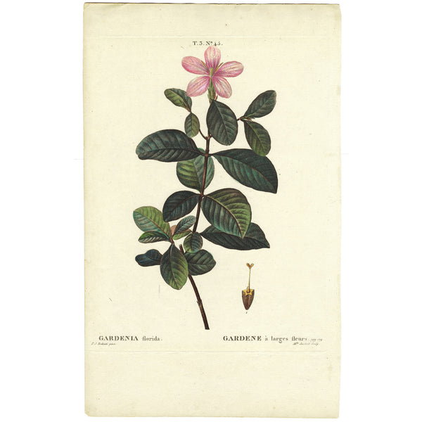 Rare 1801 REDOUTÉ Large Folio Engraving from Duhamel du Monceau, GARDENIA