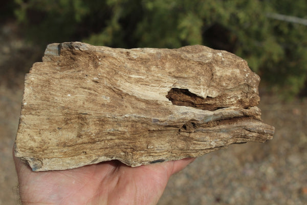 FIND RAISER - MINERAL FOSSIL - Beautiful Petrified Wood, New Mexico - Distinct Features - Incredible Specimen!