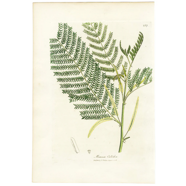 FUND RAISER - 1808 WOODVILLE'S MEDICAL BOTANY, Hand-Colored Engraving, MIMOSA CATECHU *