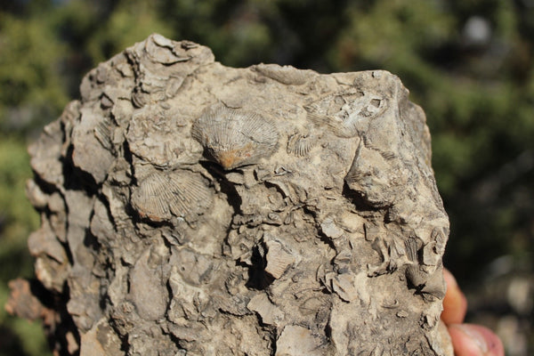 ROCK CLUB MEMBERSHIP -- Every 3 Months Receive a Shipment  of Unique Specimens! SUPERB PIECES - Fossils, Agates, Azurite, Opal, Silver Ore, and MUCH MORE