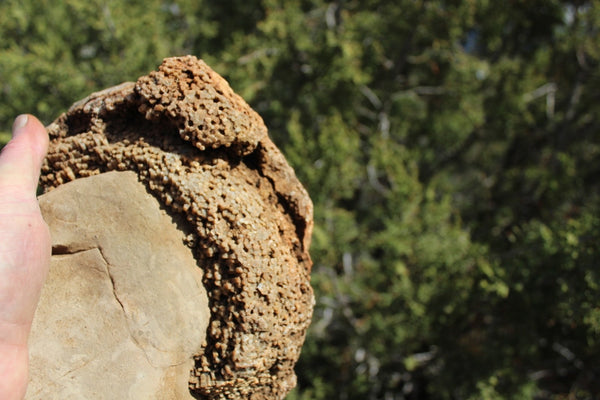 FUND RAISER - Fossil Beautiful HONEY COMB CORAL Favosites spp. Rare Locality ~ 400 Million