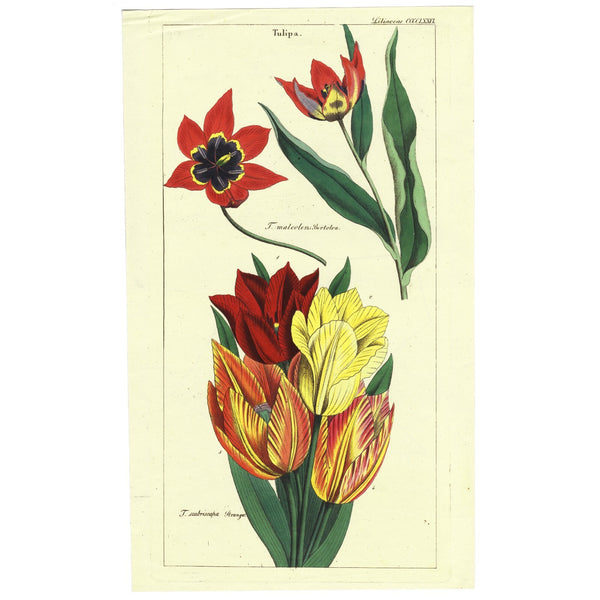 1849 Superb Large Deitrich Flora Universalis Folio, TULIPS, Liliaceae Pl. CCCCLXXVI   EXTREMELY RARE
