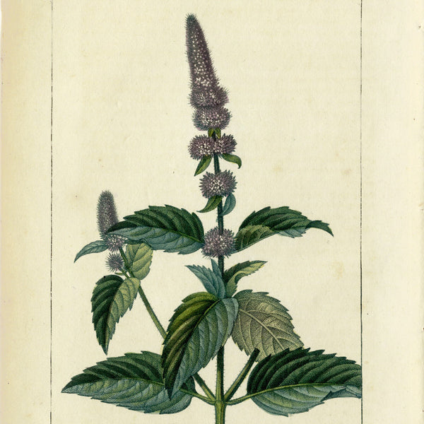 Rare 1814 Turpin Hand-Colored Print FLORE MÉDICALE, MENTHE, PEPPERMINT (Poivrée)  - Over 200 Years Old!