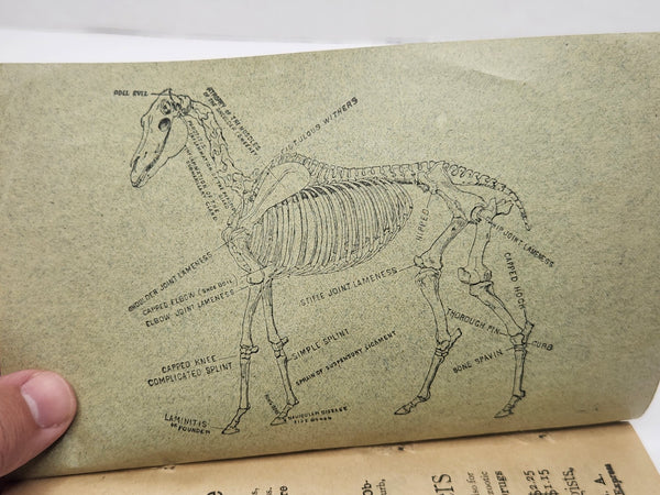 A Treatise on the Horse and His Diseases Illustrated Veterinary Guide 1907