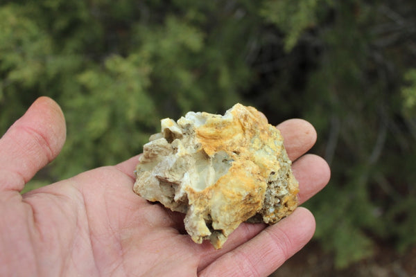 Fund Raiser - MINERAL GOLD ORE From Historic & Rare Site - PACIFIC MINE - W.R. Hearst #18