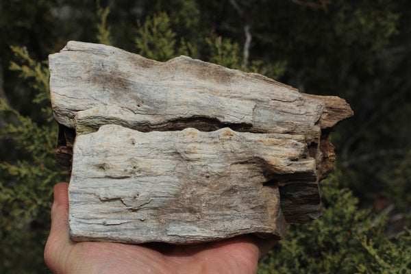 FIND RAISER - MINERAL FOSSIL - Beautiful Petrified Wood, New Mexico - Distinct Features - Incredible Specimen!