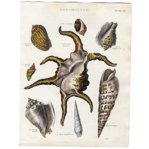 RARE 1802 REES CYCLOPAEDIA Hand-Colored Engraving CONCHOLOGY (Seashells) Pl. 37