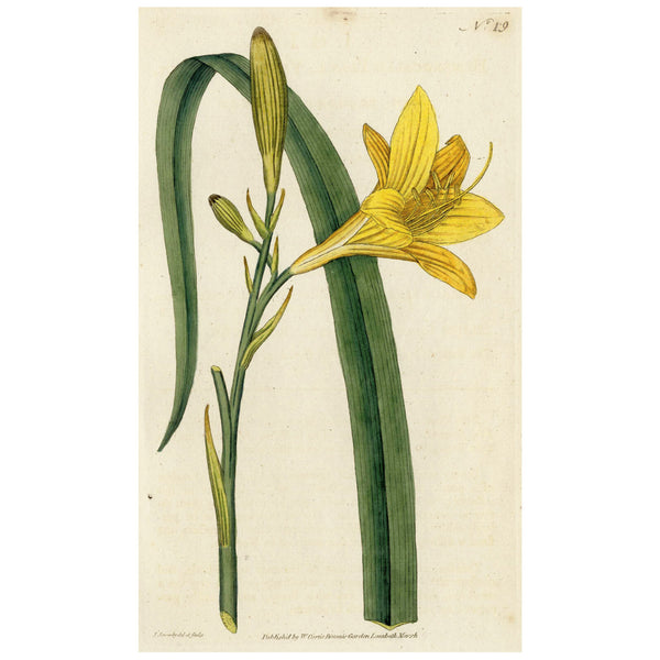 RARE 1787 1st Ed. CURTIS BOTANICAL Hand-Colored Engraving No. 19 YELLOW DAY LILY -  A Beautiful 200+ years old Botanical Art Piece!