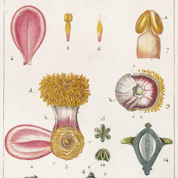 Rare Set, 1816 Turpin Hand-Colored Engravings Dictionnaire Sciences, Couroupita