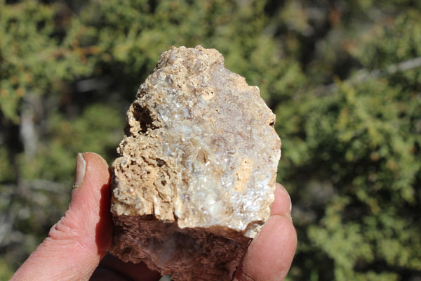 Fund Raiser - MINERAL - BEAUTIFUL - Rare Locality - ARIZONA OPAL - Stunning Specimen #8 - Keep A Piece Of Opal Near Your Bed and Experience Amazing Dreams and Healing!