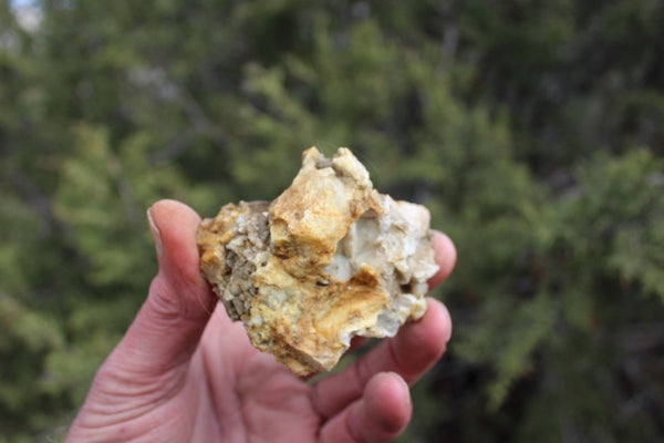 Fund Raiser - MINERAL GOLD ORE From Historic & Rare Site - PACIFIC MINE - W.R. Hearst #18