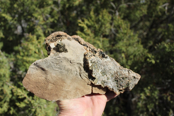 FUND RAISER - Fossil Beautiful HONEY COMB CORAL Favosites spp. Rare Locality ~ 400 Million