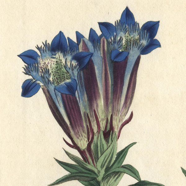 FUND RASIER - Rare 1809 Curtis Engraving No. 1229 GENTIANA SEPTEMFIDA, CRESTED GENTIAN