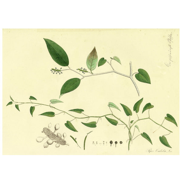 1828 Nees Esenbeck Big Hand-Colored Botanical Folio, PIPER CUBEBA (Pepper)