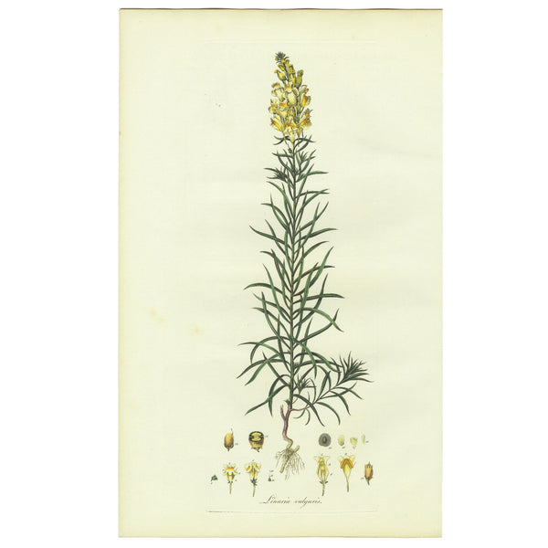 Scarce 1777 CURTIS FLORA LONDINENSIS Hand-Colored Folio Engraving: TOAD-FLAX