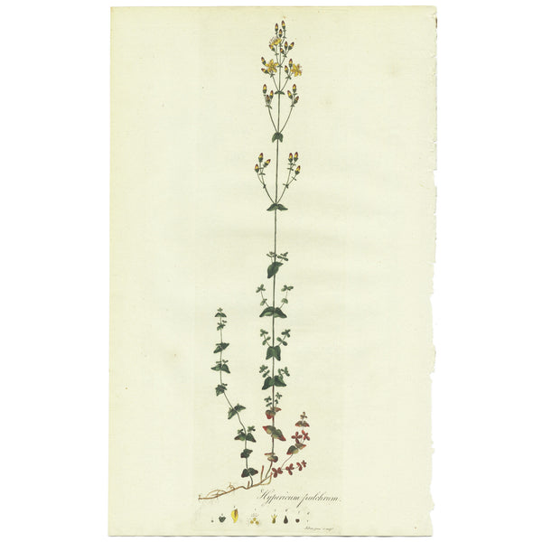 VERY RARE 1777 CURTIS FLORA LONDINENSIS Hand-Colored Folio Engraving, ST. JOHNS WORT - LESS than 331 in Existence Ever, In Reality Probably Less Than 150 to Survive!