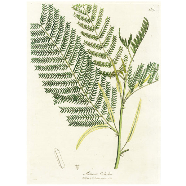 1808 WOODVILLE'S MEDICAL BOTANY, Hand-Colored Engraving, MIMOSA CATECHU * Beautiful Botanical Art