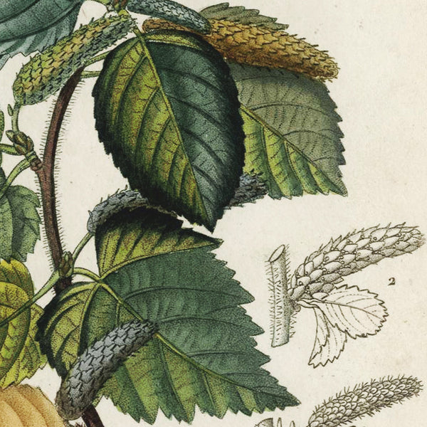 Rare 1816 Turpin Hand-Colored Engravings Dictionnaire Sciences, Betula (Birch)