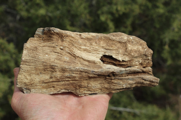 FIND RAISER - MINERAL FOSSIL - Beautiful Petrified Wood, New Mexico - Distinct Features - Incredible Specimen!
