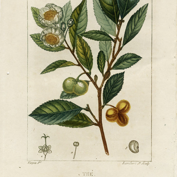 Rare 1814 Turpin Hand-Colored Print FLORE MÉDICALE, THÉ (Tea, Camellia sinensis) - Over 200 Years Old!
