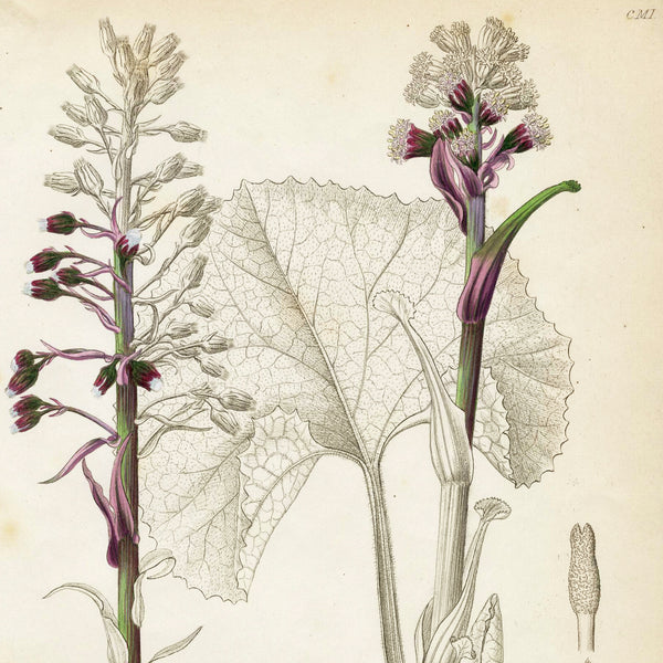 1834 REICHENBACH FLORA Hand-Colored Engraving, PETASITES (Coltsfoot, Butterbur)