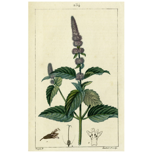 Rare 1814 Turpin Hand-Colored Print FLORE MÉDICALE, MENTHE, PEPPERMINT (Poivrée)  - Over 200 Years Old!