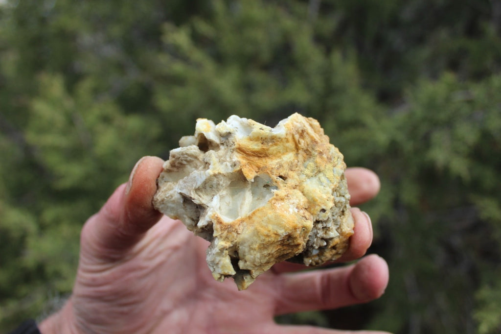 Fund Raiser - MINERAL GOLD ORE From Historic & Rare Site - PACIFIC MINE - W.R. Hearst #18